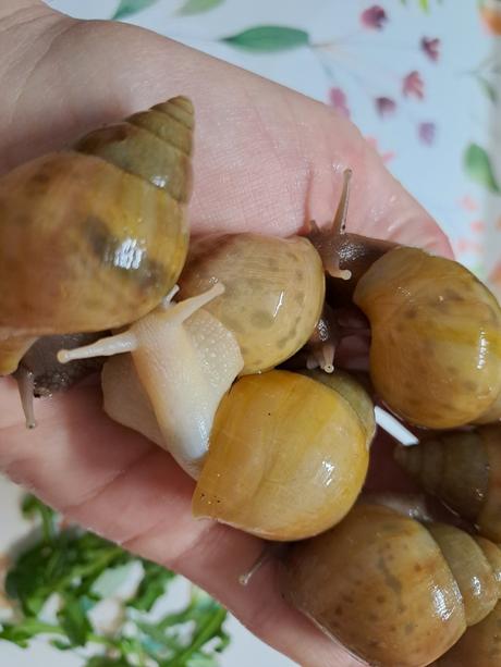 Africký slimák lissachatina fulica hamillei rodatz, 