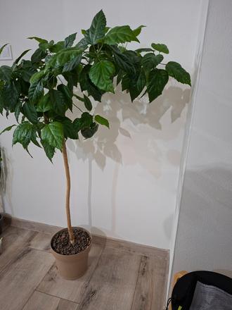 Čínska ruža  na kmienku, 