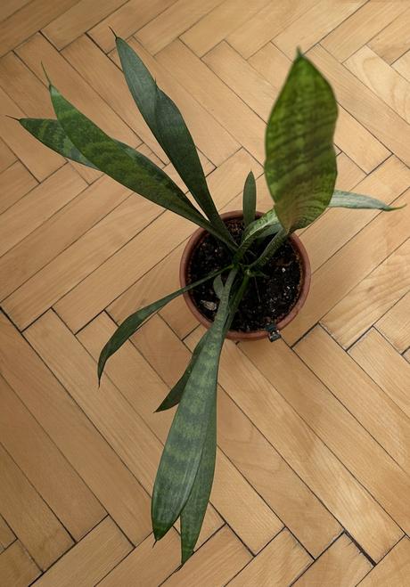 Predám rastlinu č. 39 svokrin jazyk sansevieria,