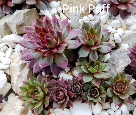 Sempervivum - skalná ruža, 