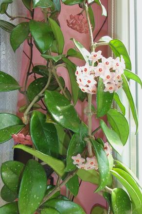 Voskovec (hoja vosková ),