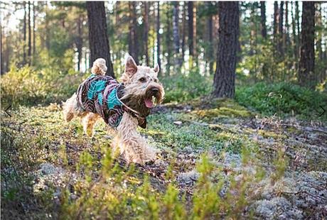 Pomppa perus bunda pre psa,