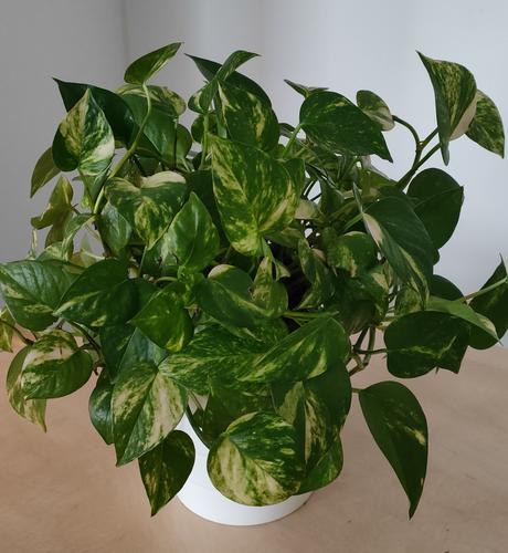 Potosovec vytvarovaný v črepníku, 