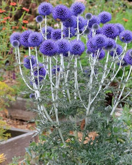 Ježibaba - "ozdobný bodliak", 