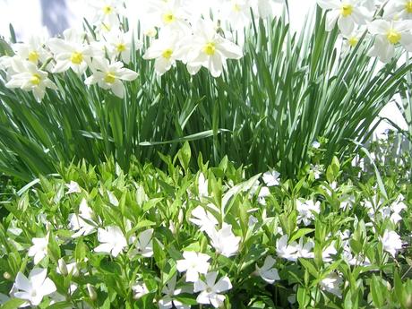 Narcis svetlý  - cibule, 