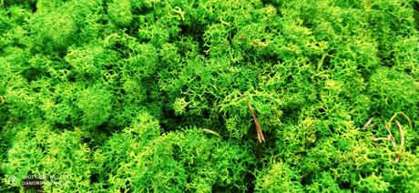 Alpský sobí mach premium - svetlozelená - 100 gram,