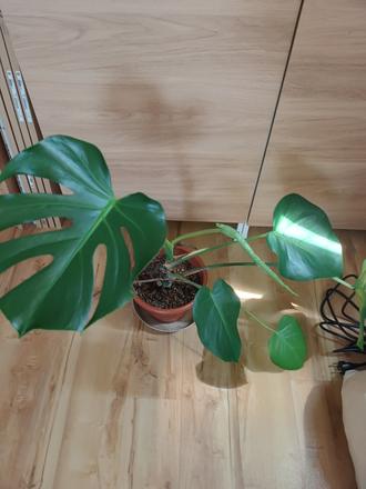 Monstera,
