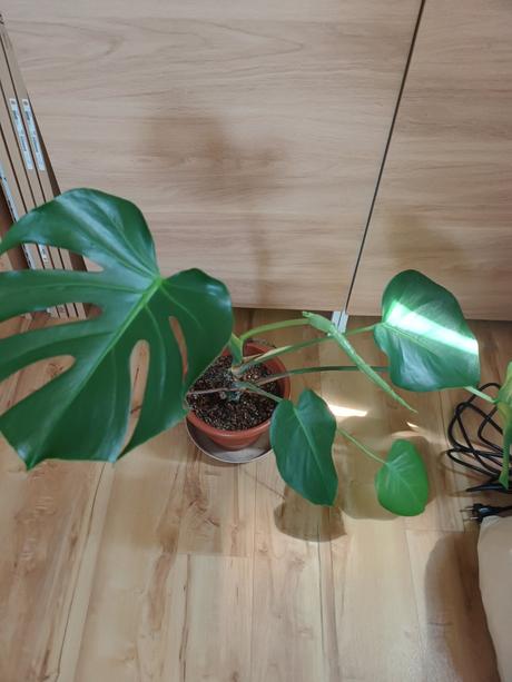 Monstera,