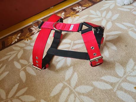 Postroj pre silné bull plemená, 