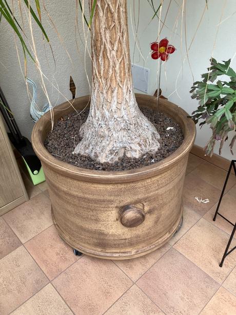 Nolina recurvata,