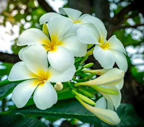 Plumérie, 