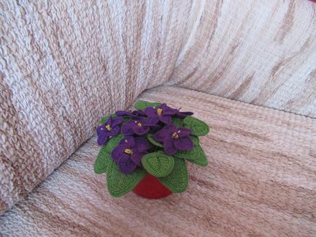 Háčkovaná fialka, 