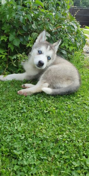 Meno pre šteniatko huskyho