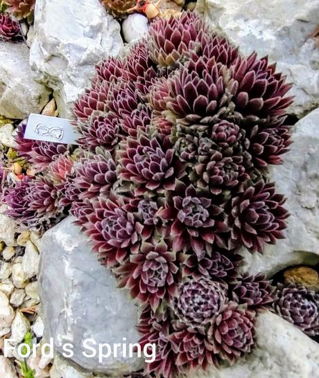 Sempervivum - skalná ruža, 