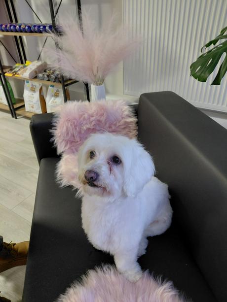 Salón pre psov lusi , ponúkam kompletnú úpravu psí,