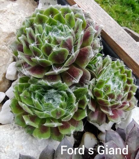 Sempervivum - skalná ruža, 