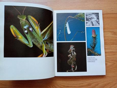 Stretnutie s krásou - ponec,