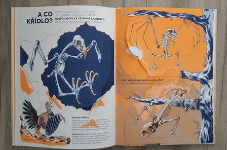 Ci je to kostra nova, 