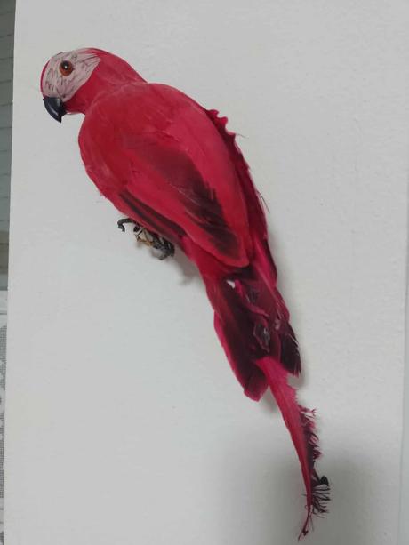 Papagáj na stenu,policu,atd,