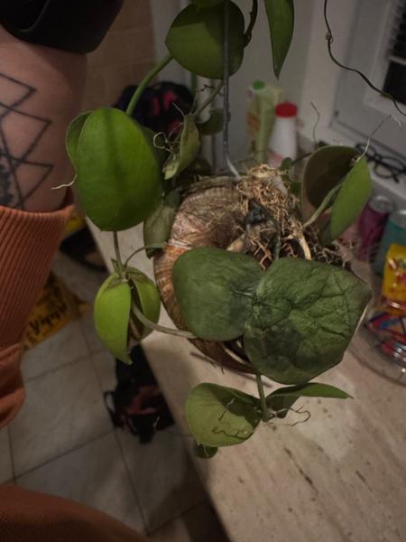 Ako sa starať o Dischidia Snaily?