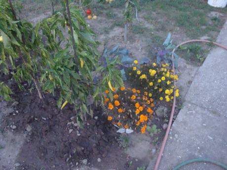 Semienka rôznych trvaliek, 