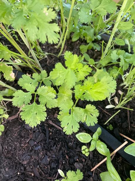 Semienka- koriander,petržlen vňaťový,aksamiet. atď,