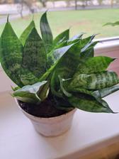 Tradeskancia, izbové rastliny, 