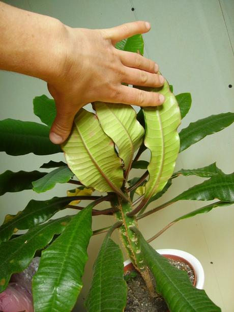 Prýštec - euphorbia leuconeura, 