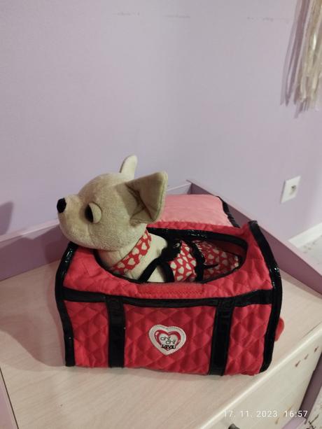 Psík chi chi love s fosforovými šatami.,