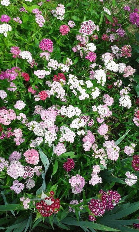 Turecké hebíčky - semienka, 