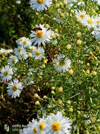 Astra biela vysoká, 