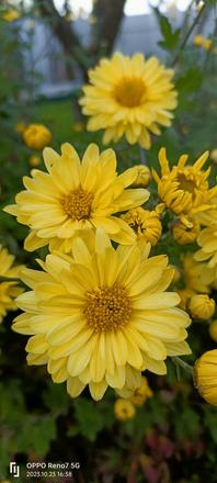 Chryzantéma margaretkova, 