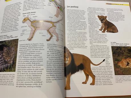 Savci vědomosti v kostce anatomie chování oblasti, 