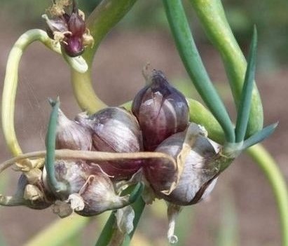 Cibuľka pochúťková-poschodová-kráčajúca - 32ks,