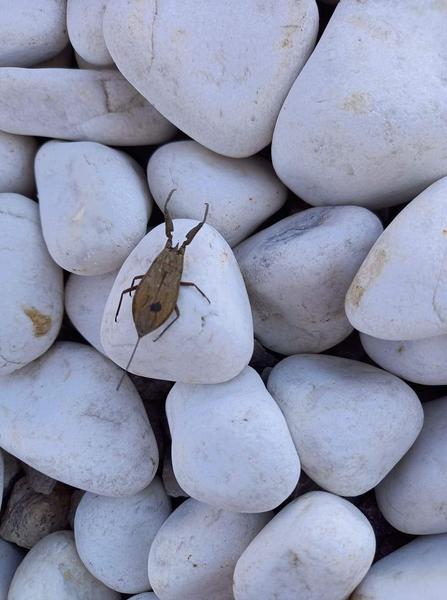 Identifikácia chrobáka veľkosťou ako bzdocha