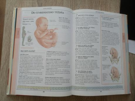 Tehotenstvo otazky odpovede, 
