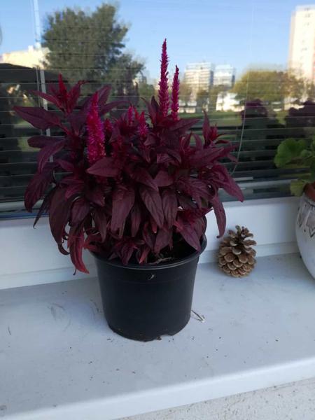 Ako sa volá tento kvet?