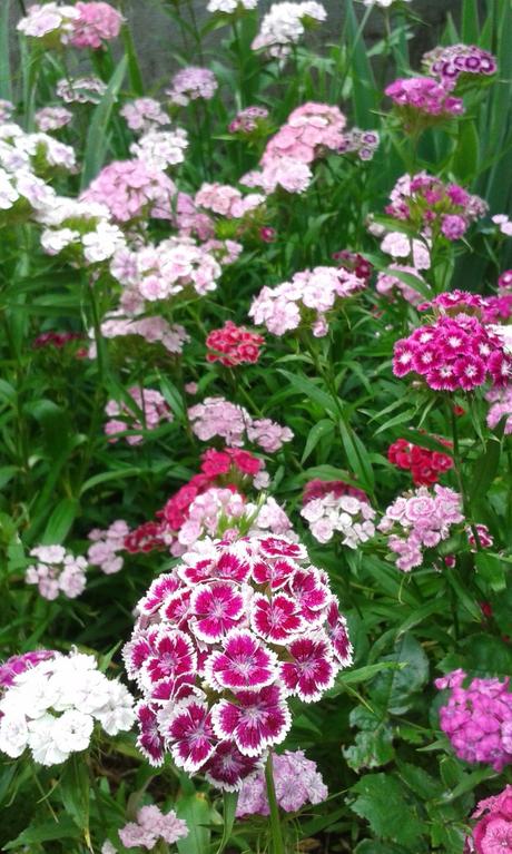 Turecké hebíčky - semienka, 