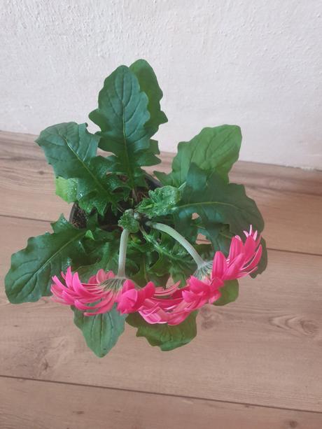 Gerbera ruzova kvety, 