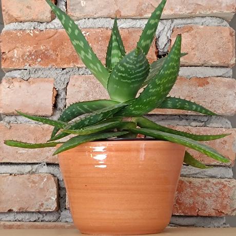 Aloe vera,